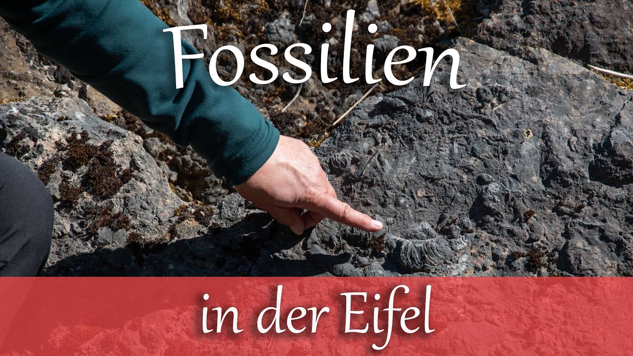 Fossilien suchen und finden im alten Steinbruch bei Niederehe in der Eifel