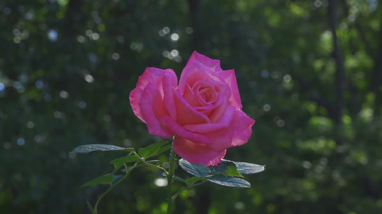 朝露と秋の薔薇  (ぎふワールド・ローズガーデン)(音楽付き)　Morning dew and autumn roses Roses in Morning Dew and Autumn