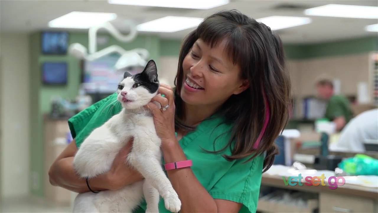 What does an emergency critical care veterinary specialist do? | VetSetGo