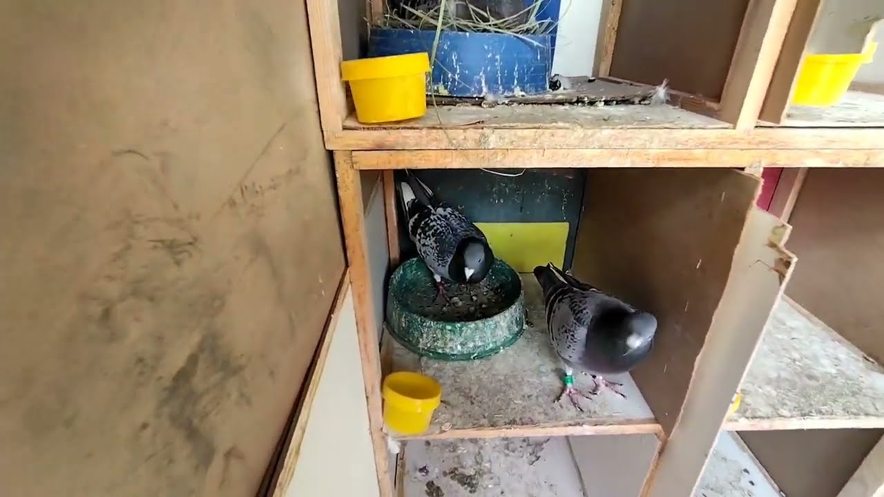 يوم👀 بعد رجوع الحمام 👀🕊️ من أول سباق رسمي لي اتحاد ملتقى 💪 أبطال الأطلس