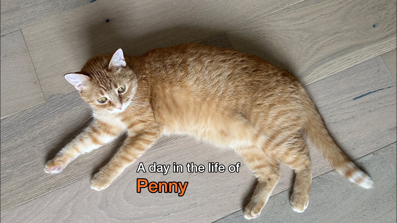 A day in the life of Penny the Ginger Cat - Day 1