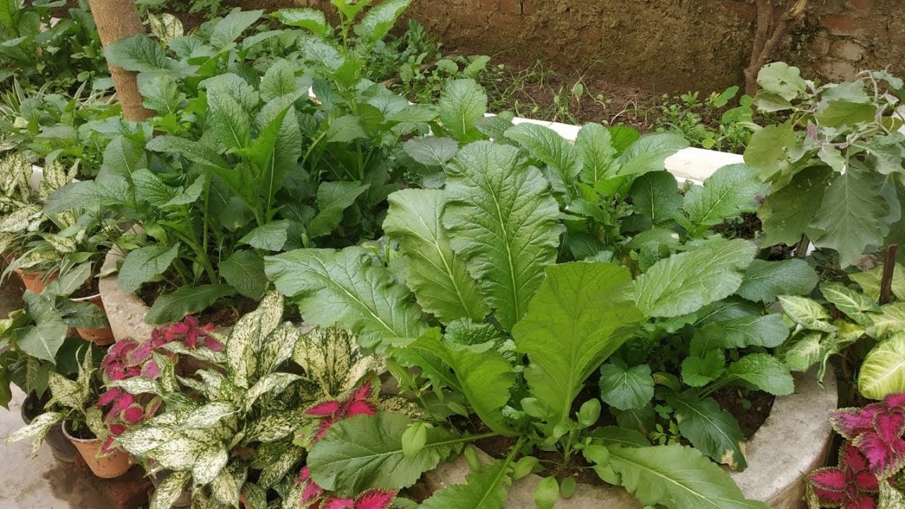 MINI GREEN VEGETABLE GARDEN ##gardening ##