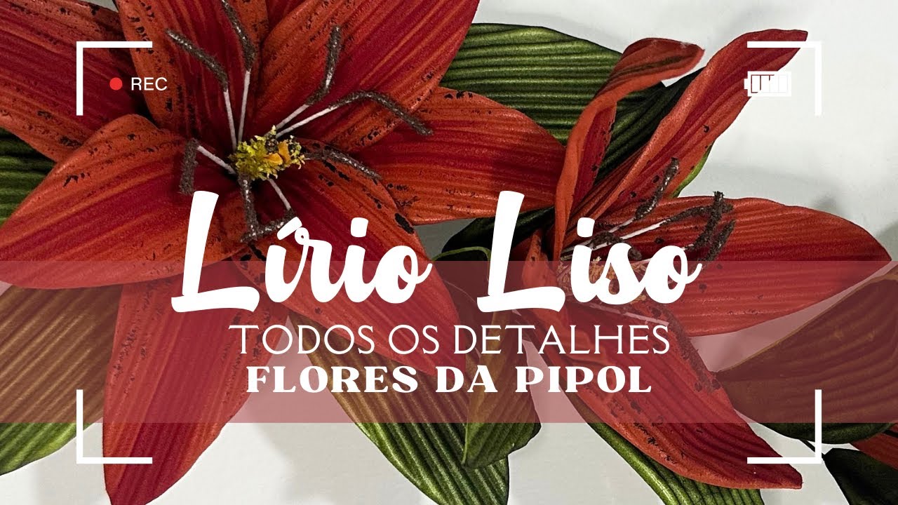 LÍRIO LISO - FLORES DA PIPOL