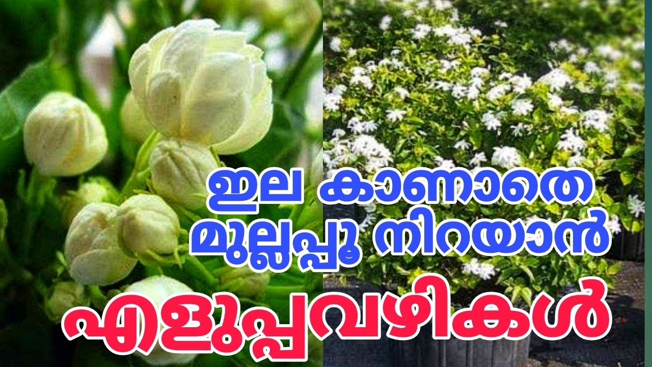 മുല്ല ചെടിയിലെ അൽഭുതം കാണാം Jasmine plant care