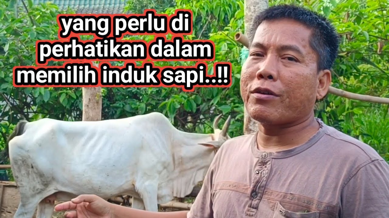 cara memilih induk sapi