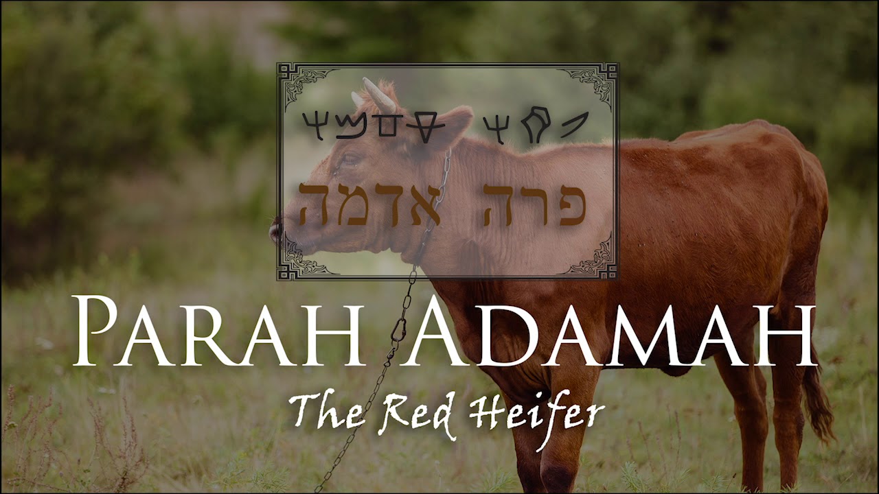 Parah Adamah: The Red Heifer - Part 1