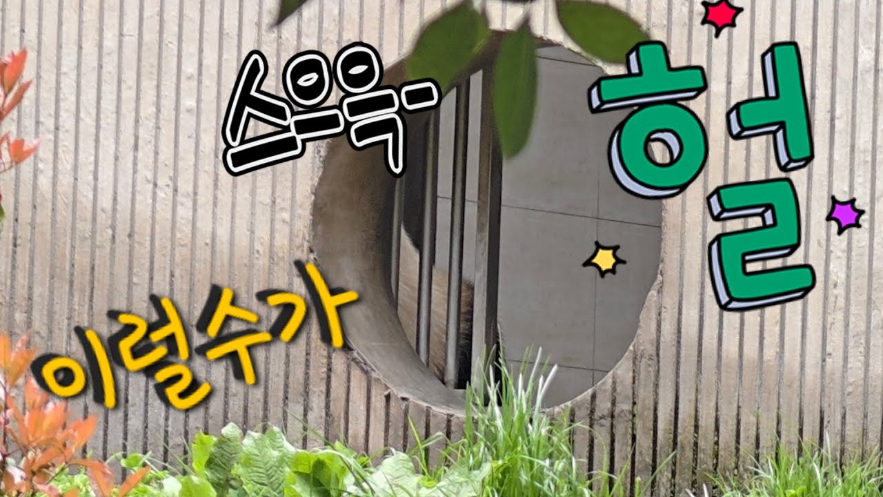 4/13 푸바오실시간 오후(1) 사람인가? 보고도 믿기지 않네요~ 잔다고 푸야가 스스로 문도 야무지게 닫아버리네요