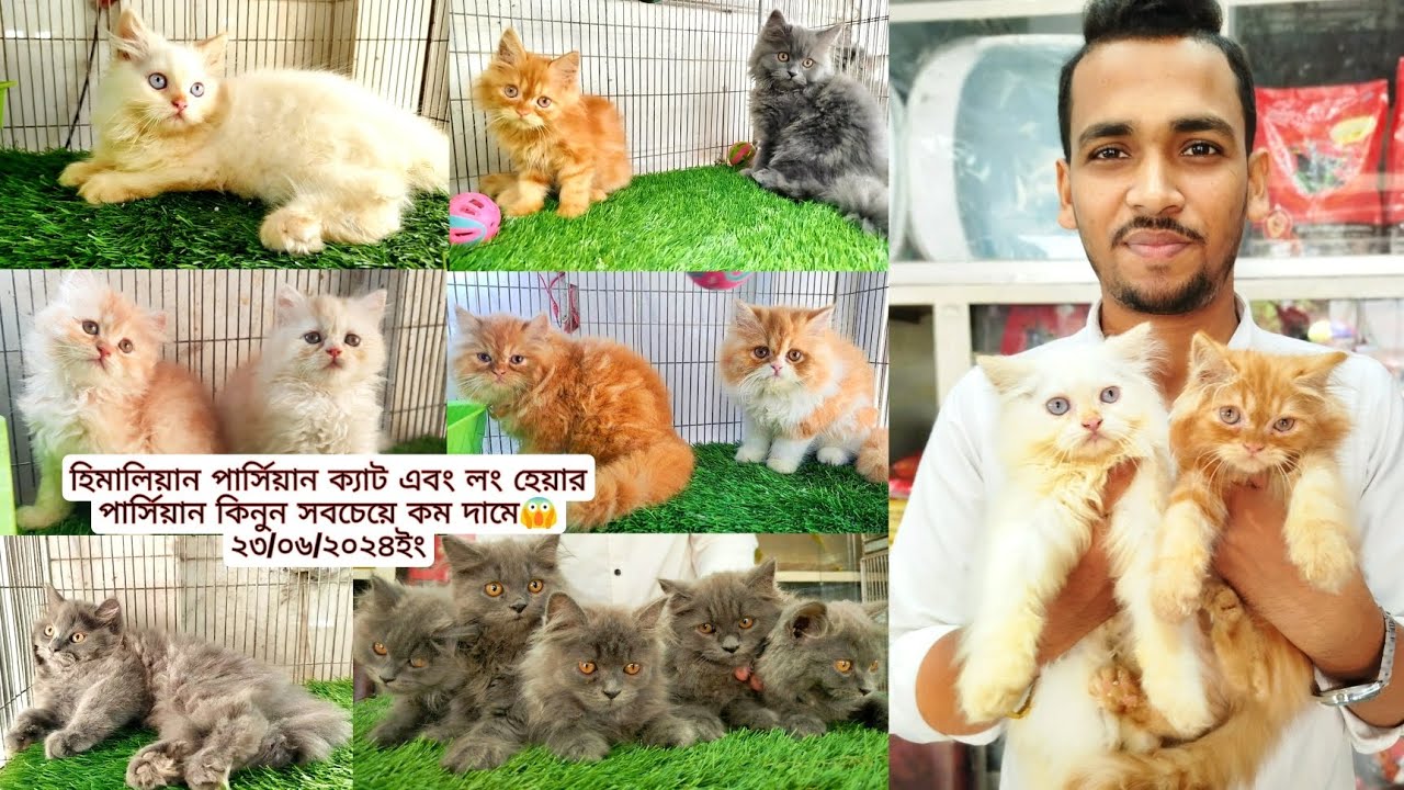 Himalayan Persian Cat | কম দামে ভালো পার্সিয়ান কিনুন | Katabon Market😱
