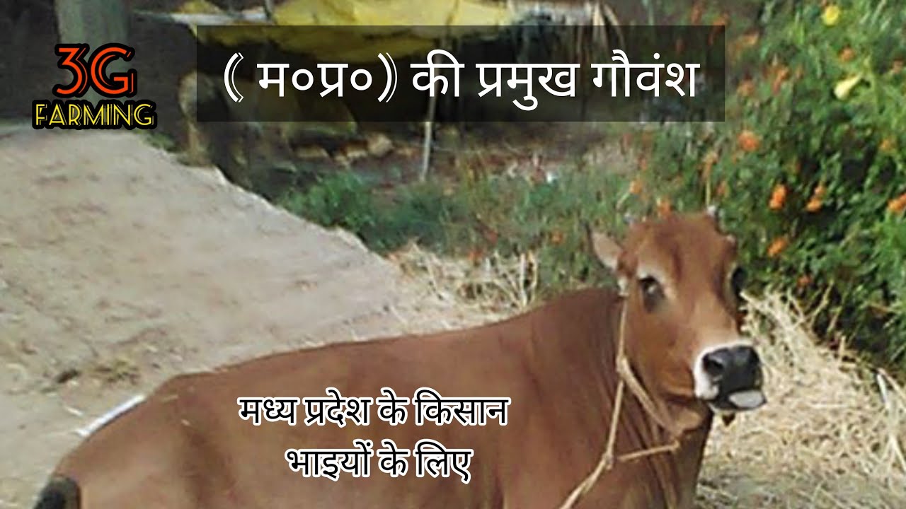 madya. pradesh. ki pramukh nasl ! kon kon si nasle pai jati hai ! nimadi & malvi cow breeds in (mp)