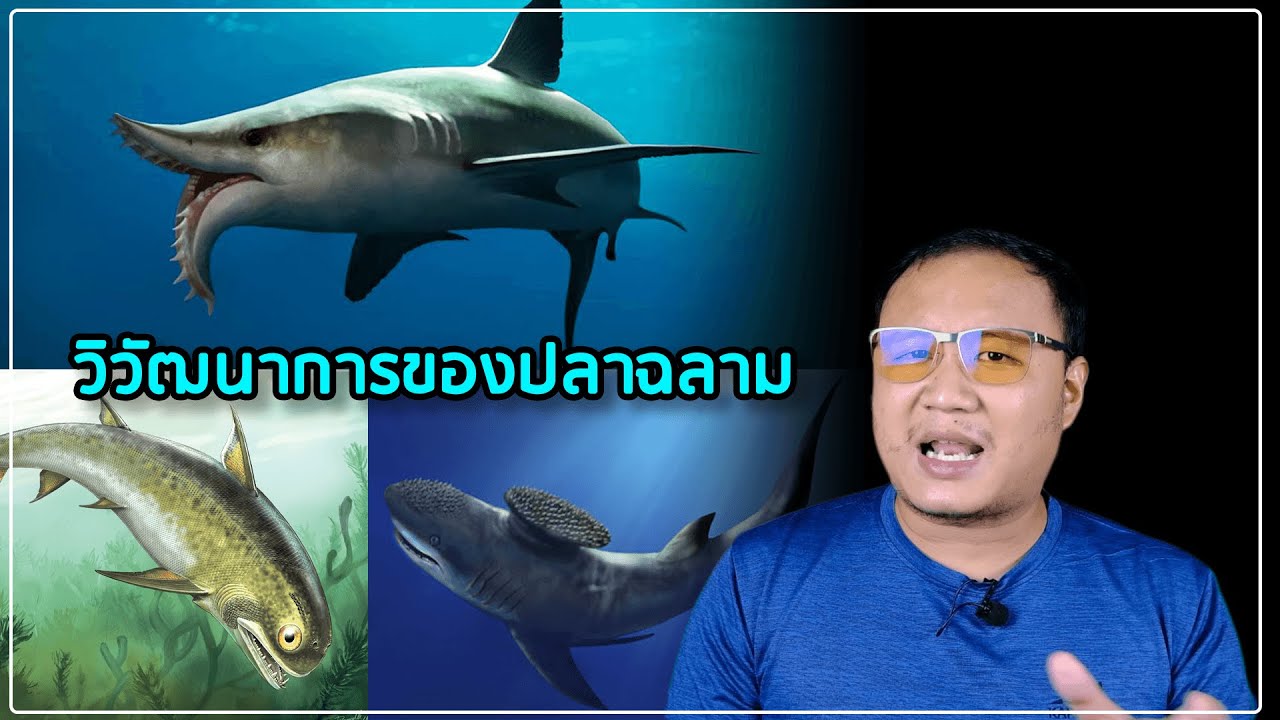 ฉลามโบราณและวิวัฒนาการของฉลาม