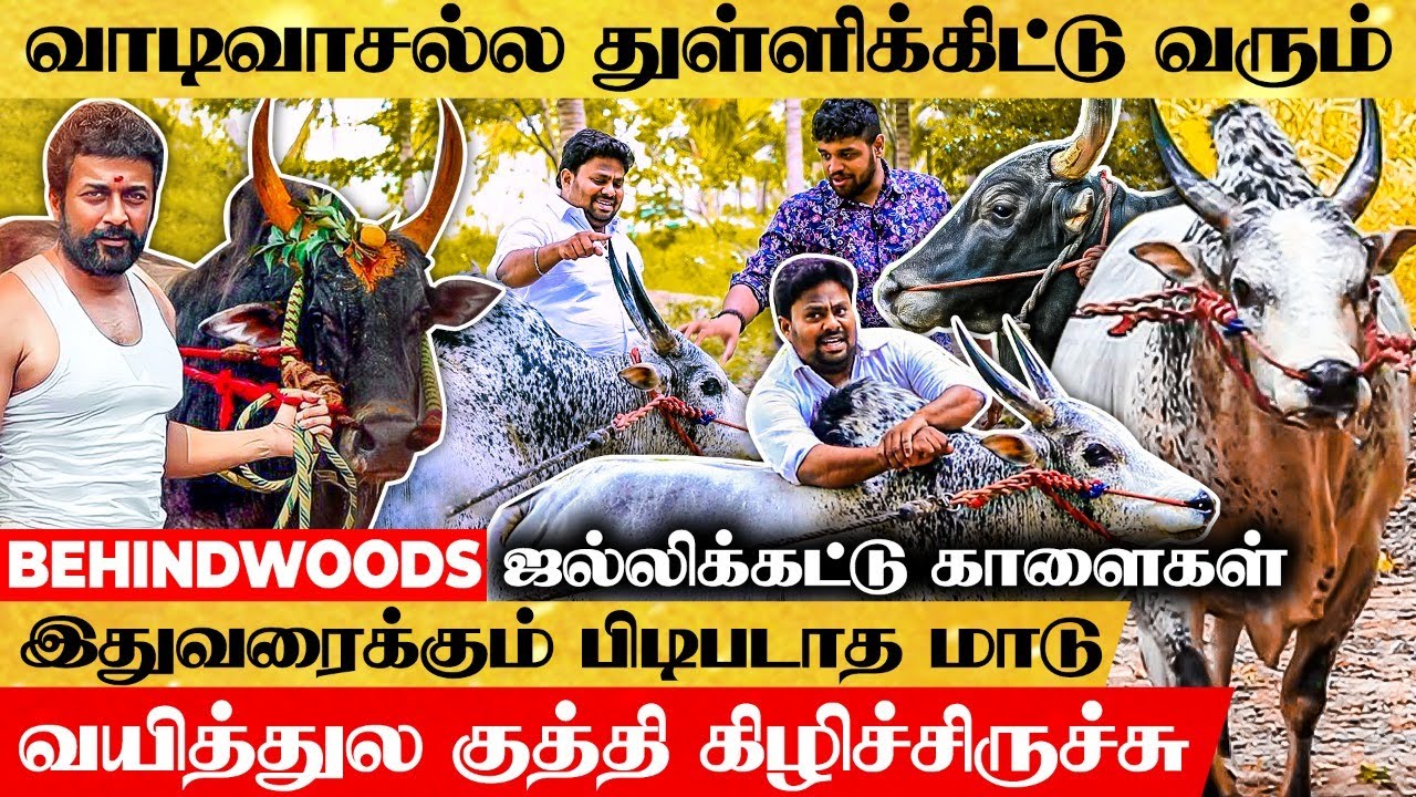 Vaadivaasal ஜல்லிக்கட்டு வீர காளைகள் 🦬 அலங்காநல்லூர் ஜல்லிக்கட்டில் ஜெயிச்ச அடங்காத சேட்டைக்கார காளை