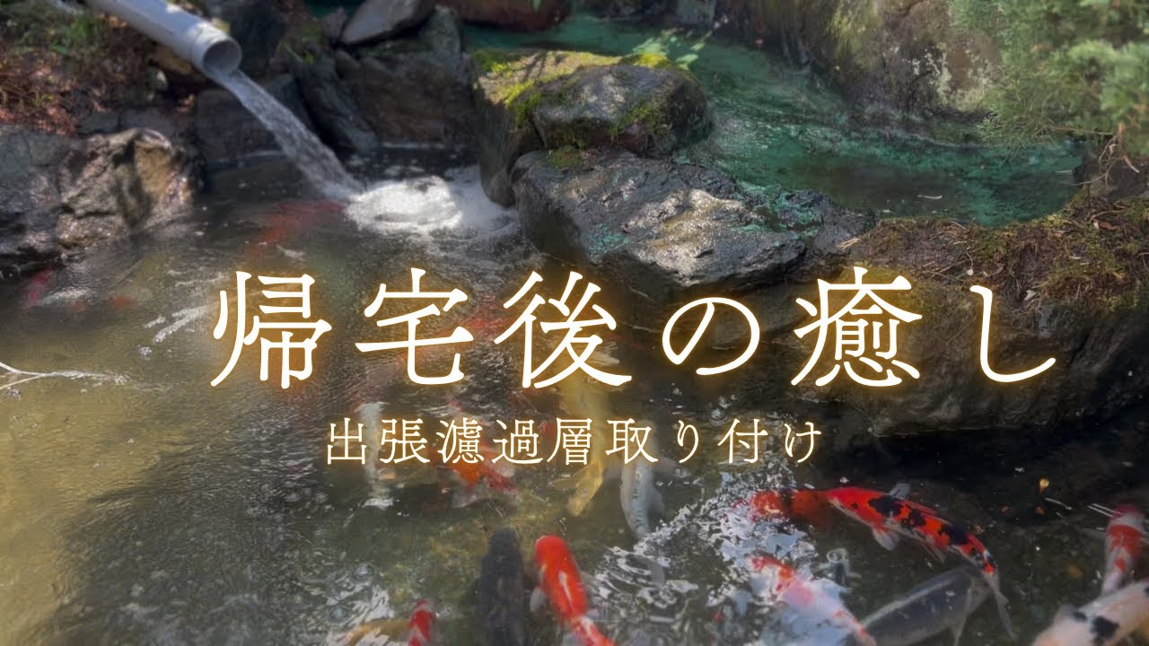 人生の楽園、庭池の楽しみかた#koi #koifish #濾過層