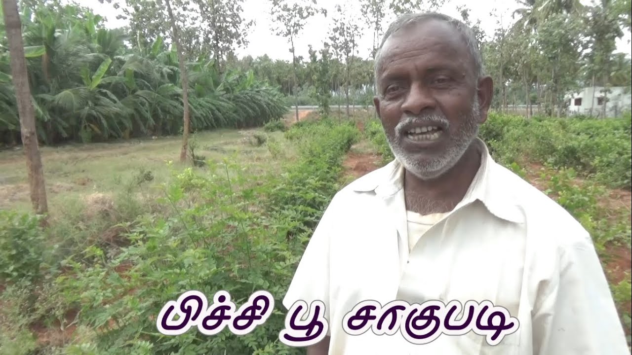 பிச்சி பூ சாகுபடி