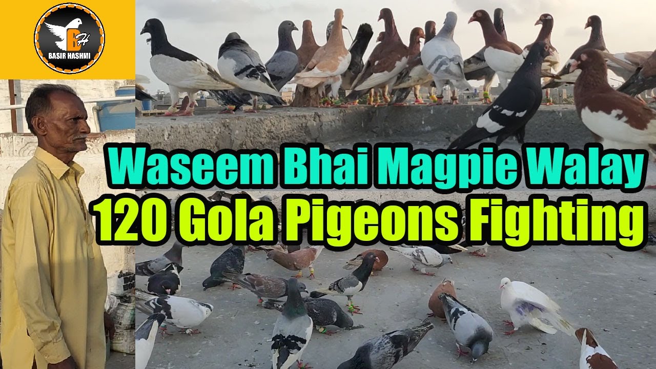 Waseem Bhai Magpie Pigeon Breed Walay 120 Gola Pigeon Fighting | Kabooter Larrayya | Basir Hashmi
