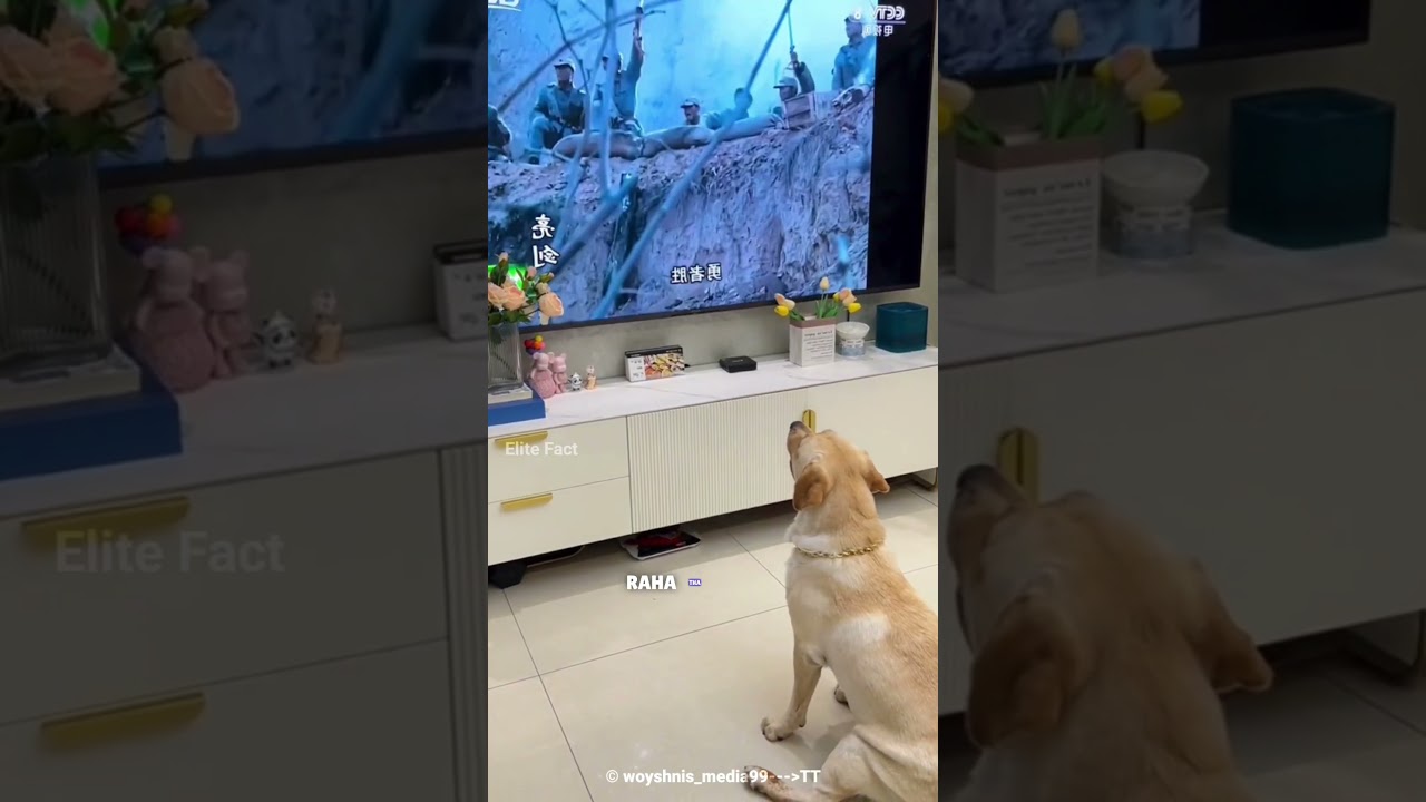 Dog Reacts to Action Movies! 😍