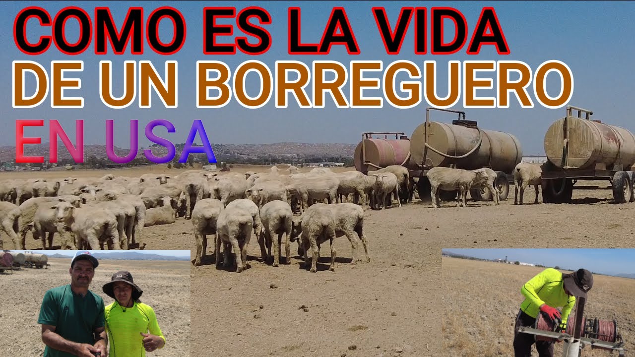 Como Es La Vida De Un Borreguero  En USA