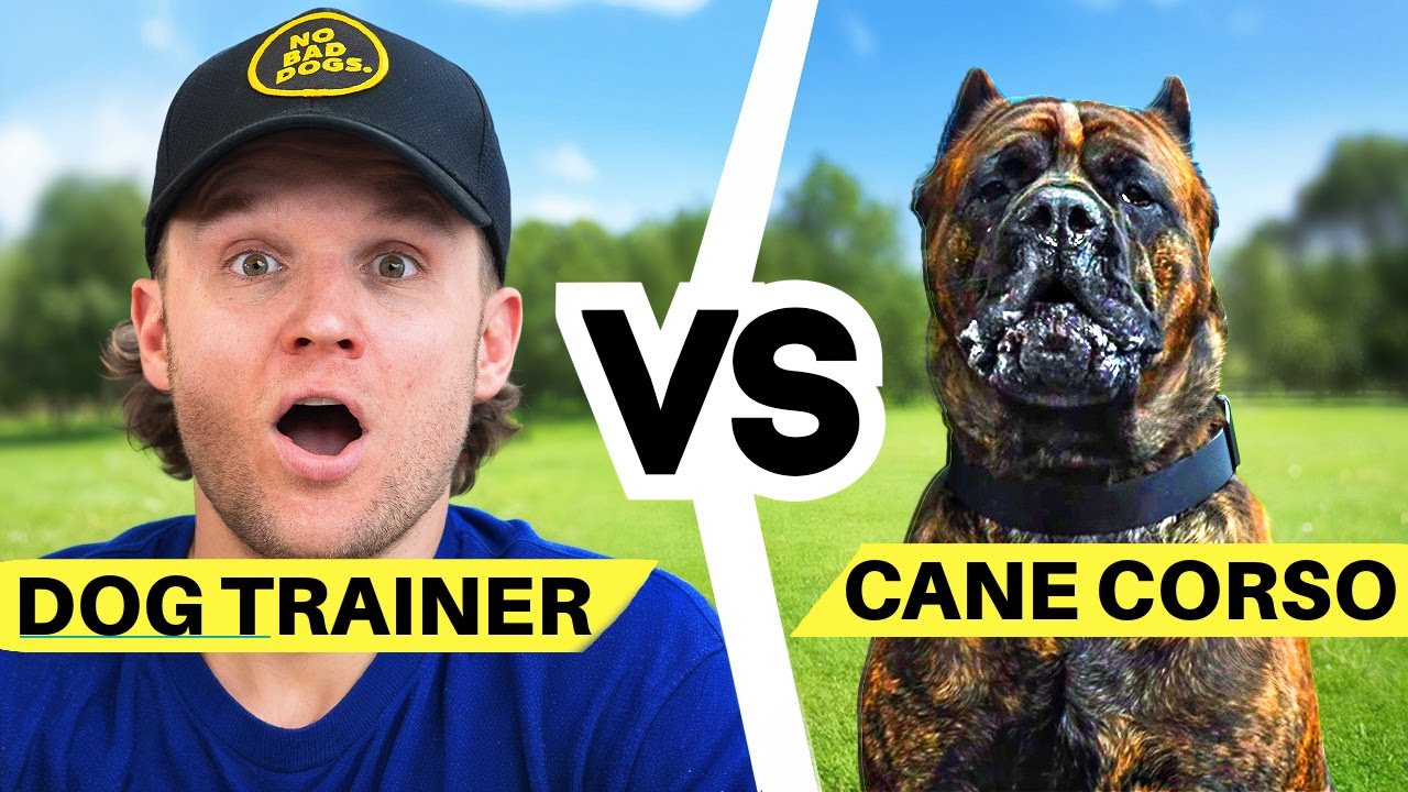 The World's Most Protective Breed VS Dog Trainer