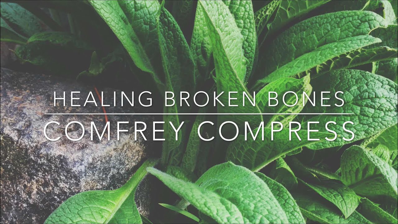 Bone Healing Comfrey Compress: Herbal Healing - Homesteading Family