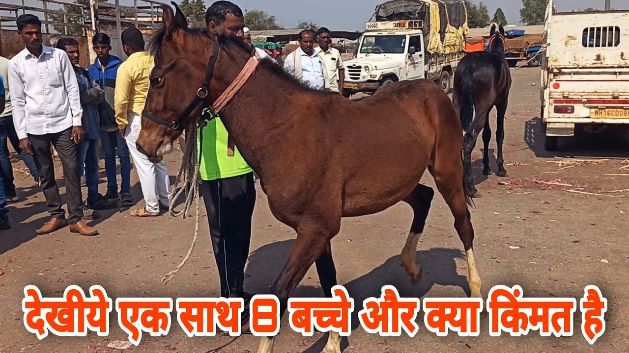 4 बच्चे और 4 बच्चीयो की क्या नसल और किंमत है ।।Yeola Horse Market।। Baby Horse Market Yeola