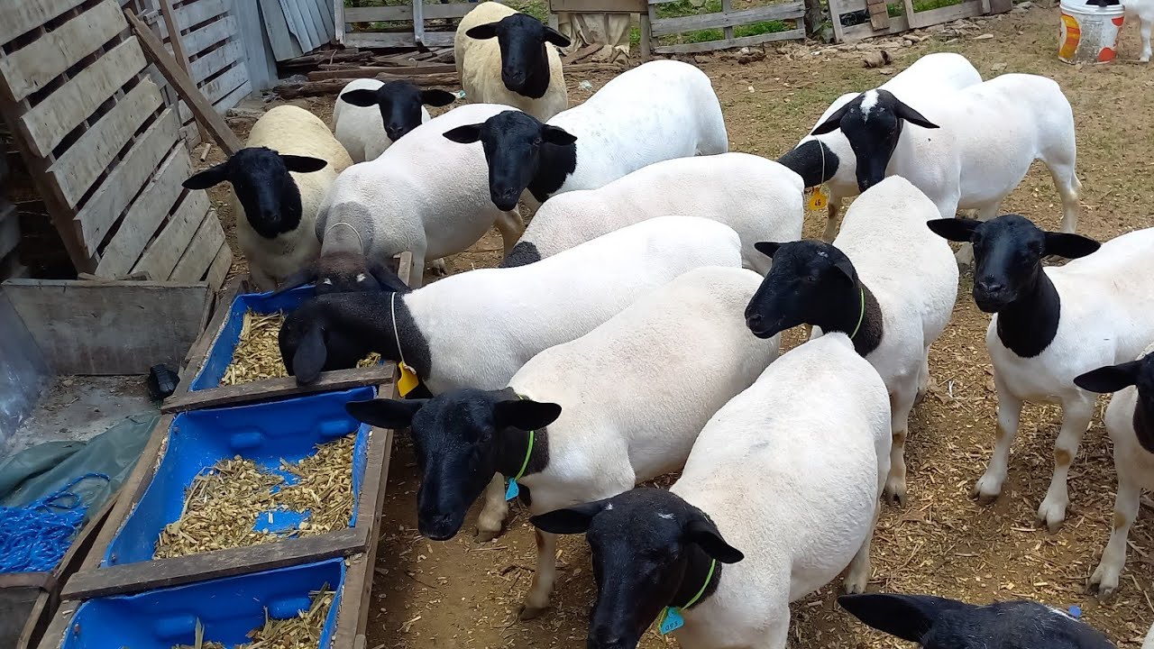 CRIAÇÃO DE ANIMAIS DA RAÇA DORPER EM CAMPINA GRANDE-PB REBANHO MV