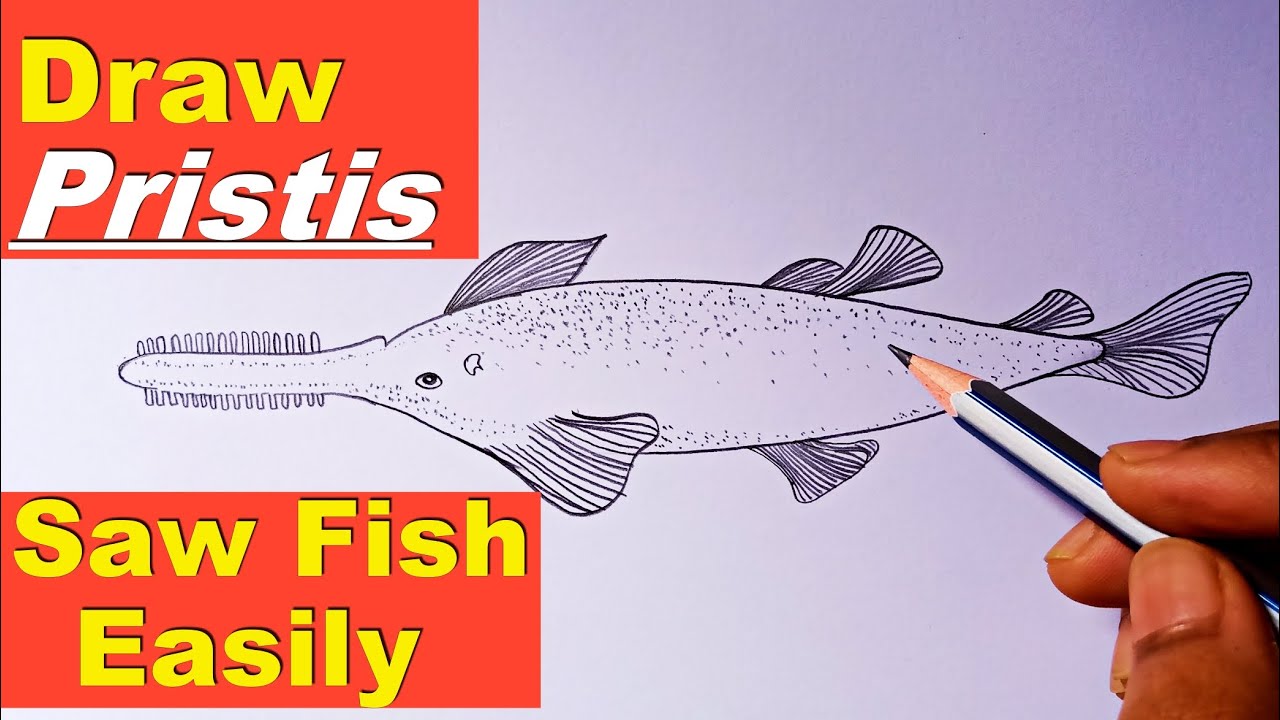 how to draw pristis | how to draw saw fish | saw fish drawing | saw fish diagram