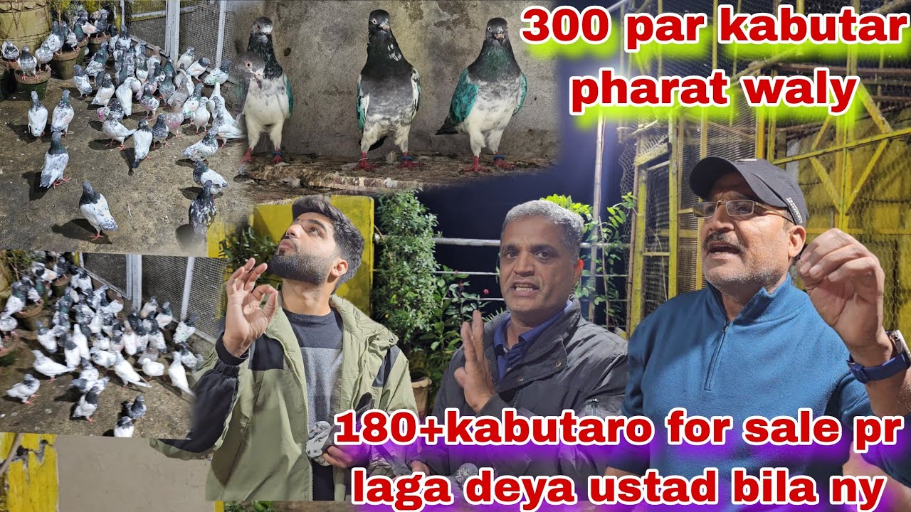 180+kabutar for sale😯sasty kabutar ustad bila ny laga deya RS 300 par kabutar mela lut lo 
