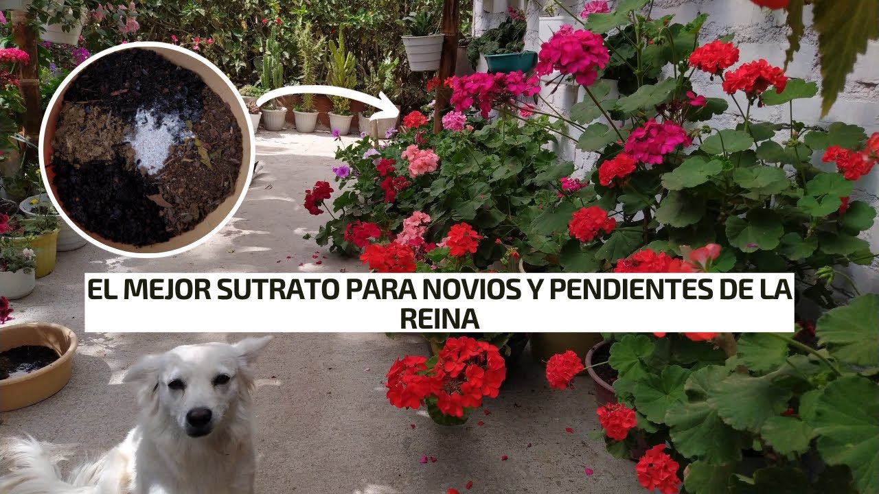 COMO PREPARAR SUSTRATO ECONÓMICO para pendientes de la reina y NOVIOS | Jardín Diaz