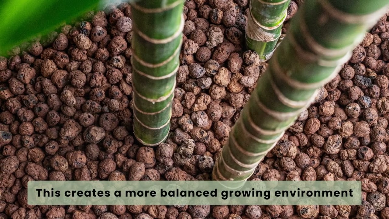 HydroCare Houseplants