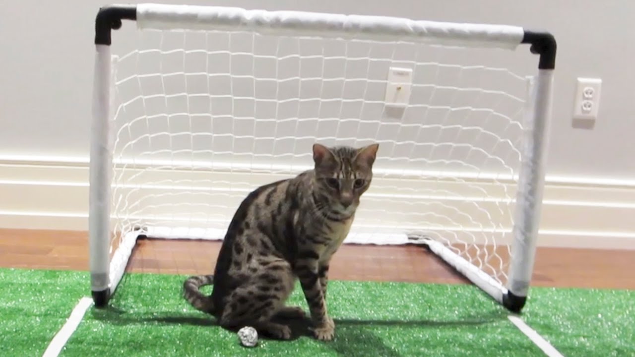 EPIC SOCCER KITTY!