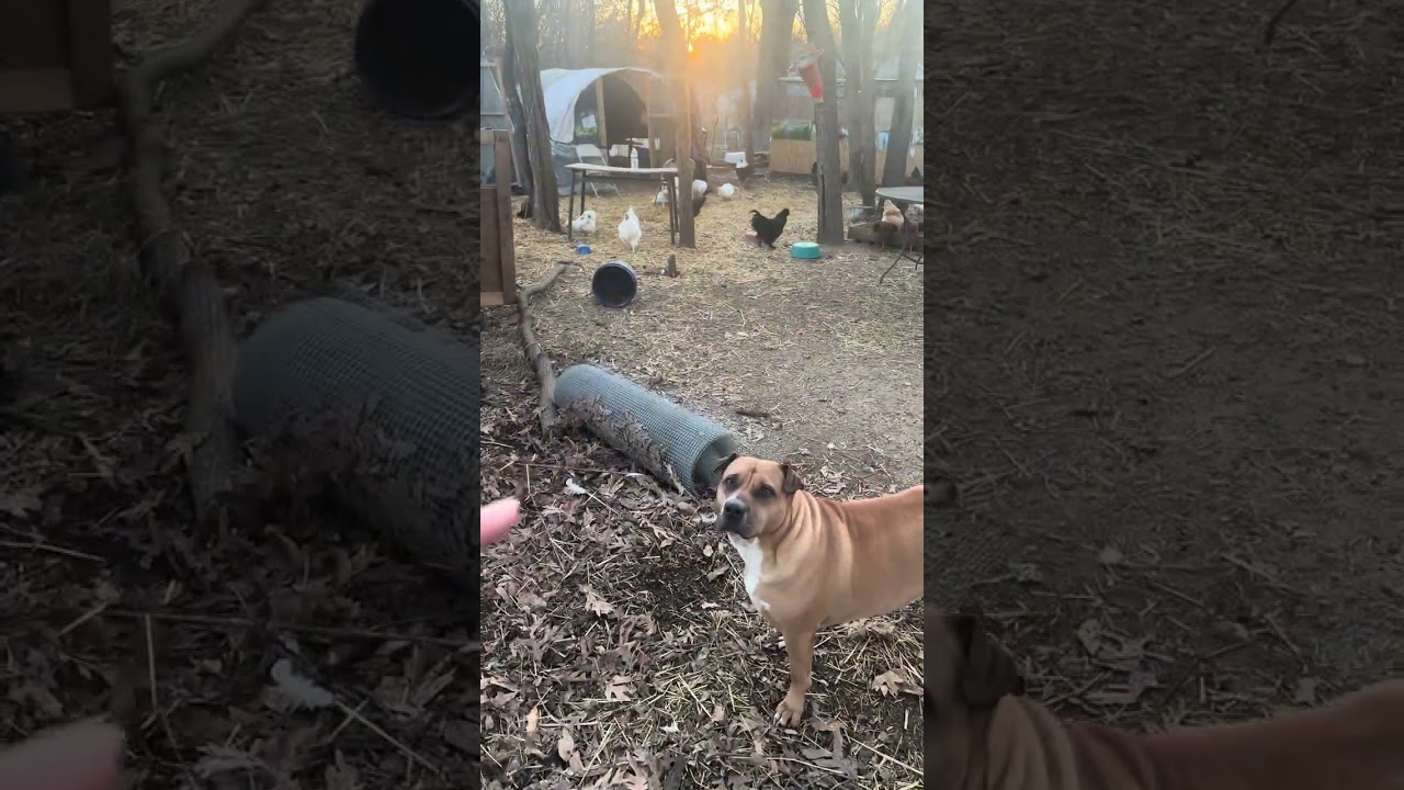 Spring prep, planting first of March and building a new chicken processing/greenhouse