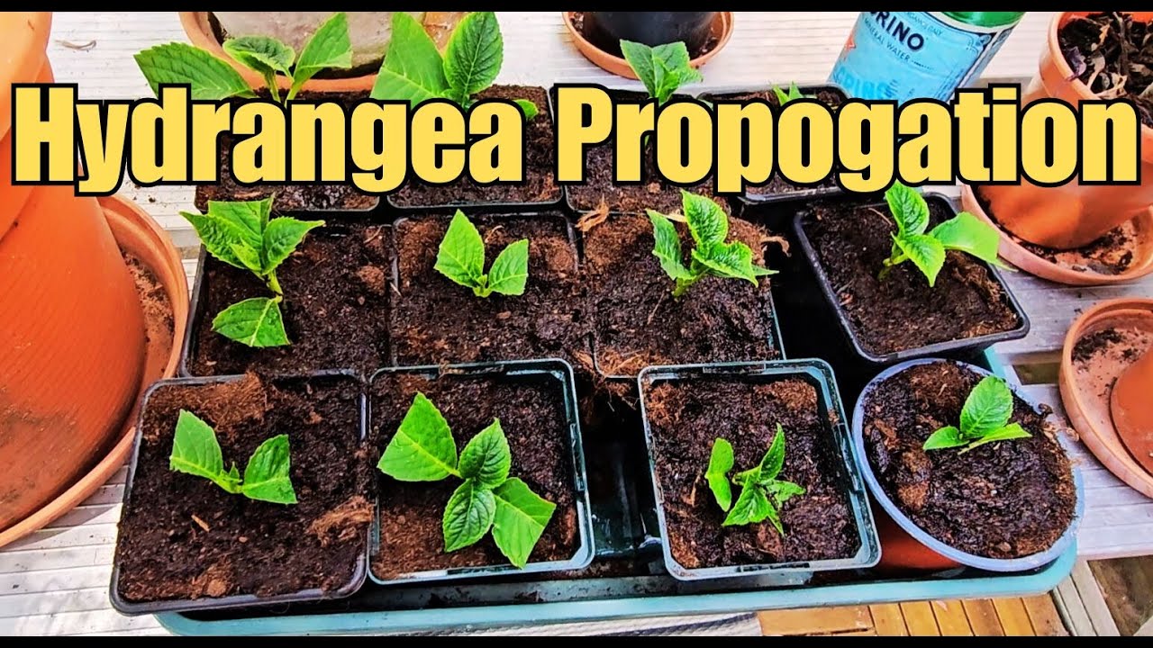 How to Propagate Hydrangeas from Cuttings | Softwood & Hardwood Step-by-Step