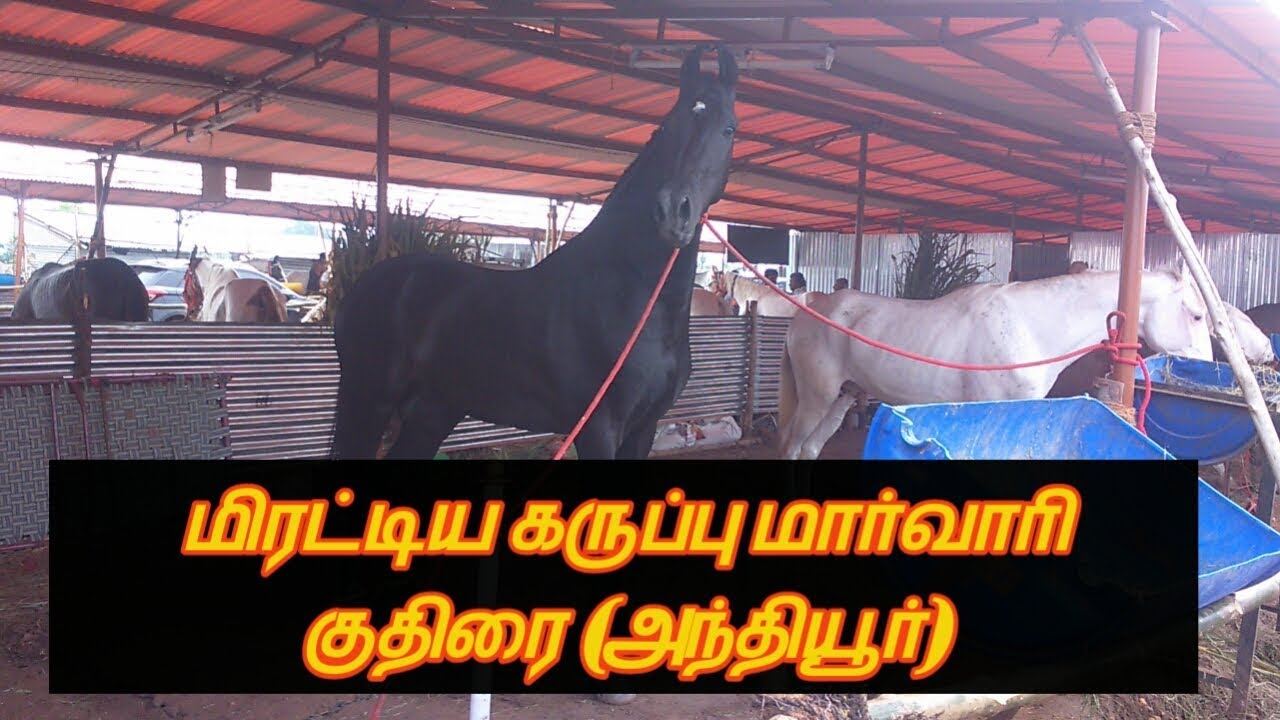 மிரட்டும்  கருப்பு மார்வாரி குதிரை  அந்தியூர் குதிரை சந்தை