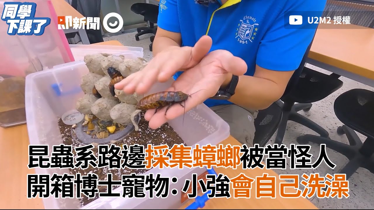 昆蟲系路邊採集蟑螂被當怪人 開箱博士寵物：小強會自己洗澡｜台大｜政綱博士