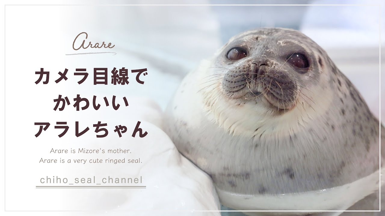【まるすぎるアザラシ】 カメラ目線でかわいいアラレちゃん （Ringed seal / Arare）