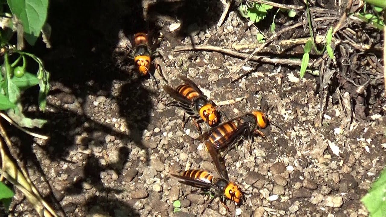 白河市役所からスズメバチ駆除の緊急要請！ オオスズメバチが小学校の土手で飛び回る！