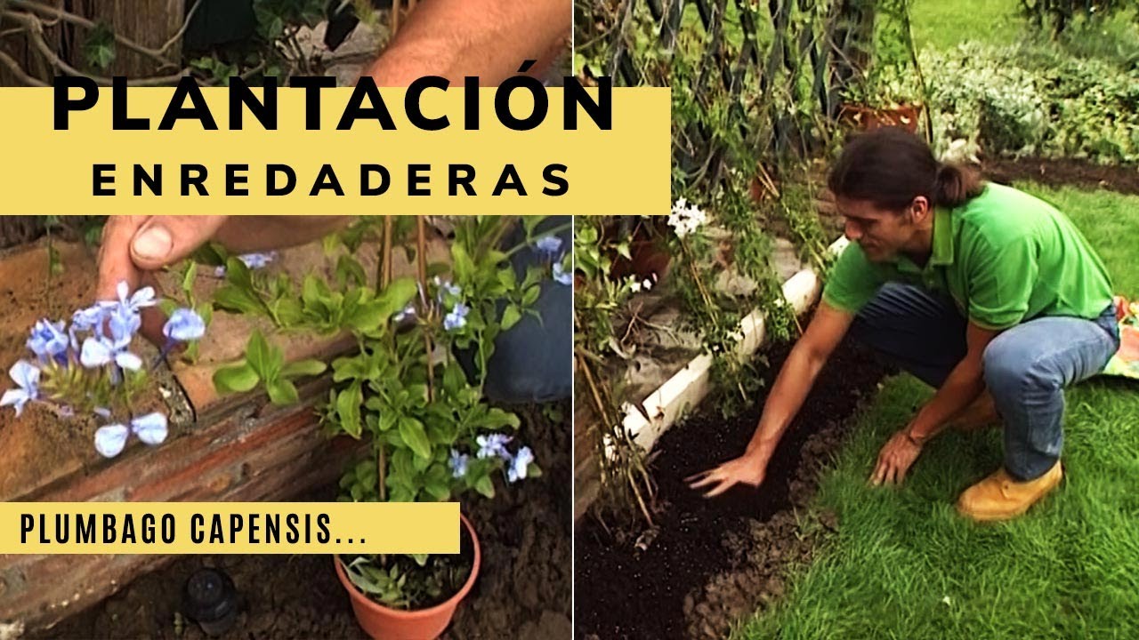 Plantación de enredaderas: plumbago capensis, jazmín común y falso jazmín - Jardinatis