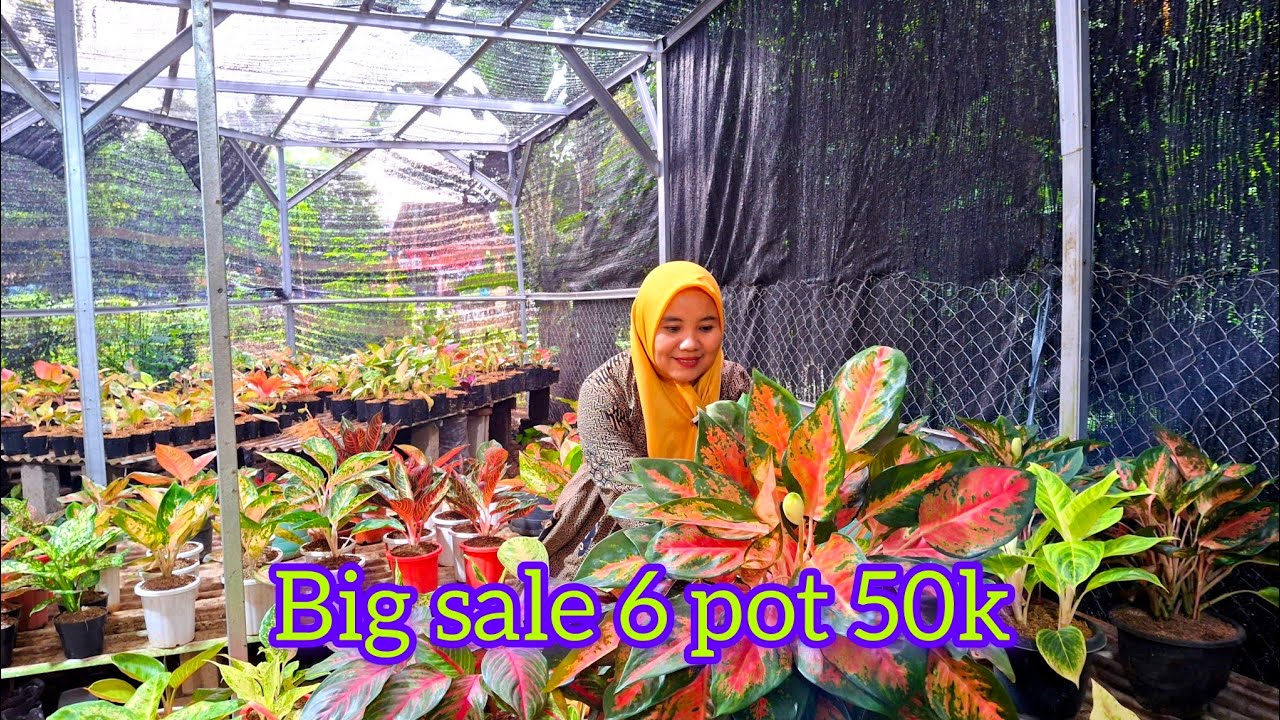 BIG SALE 10k . 6 pot 50k#tanamanhias