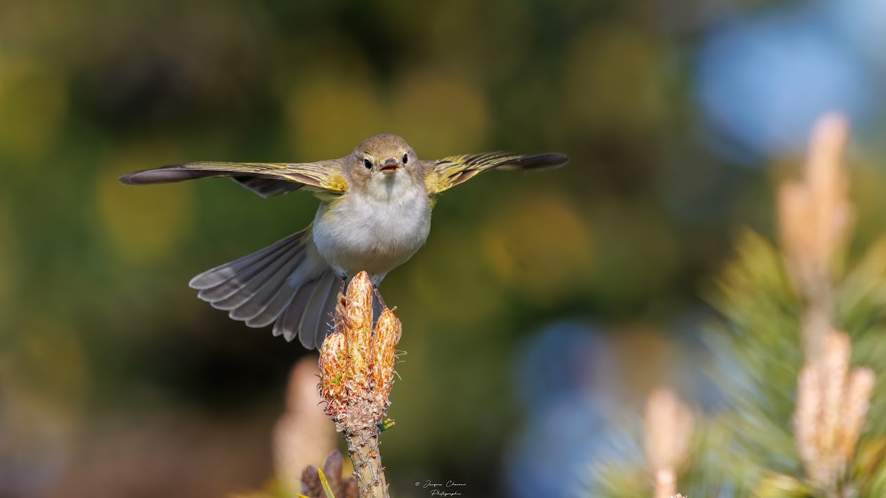 Une Bonne Journée d'Ornithologie