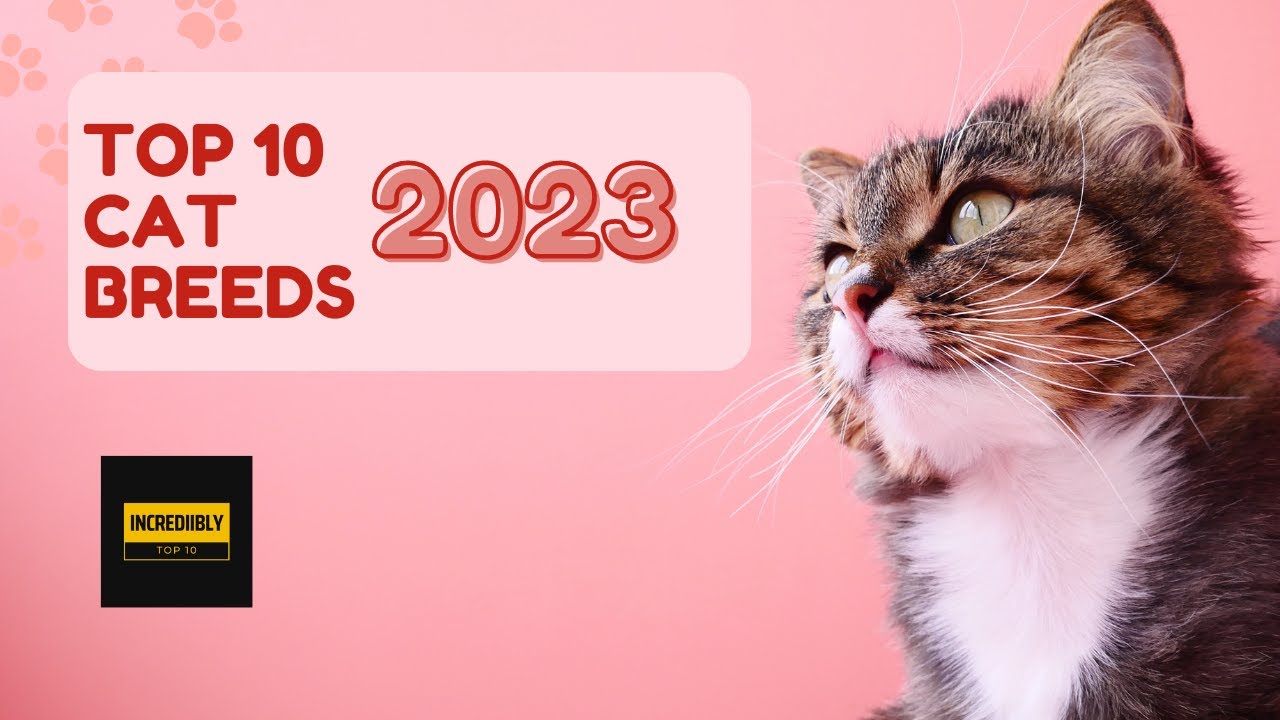 The Top 10 Cat Breeds 2023: Discover the Perfect Feline Companion