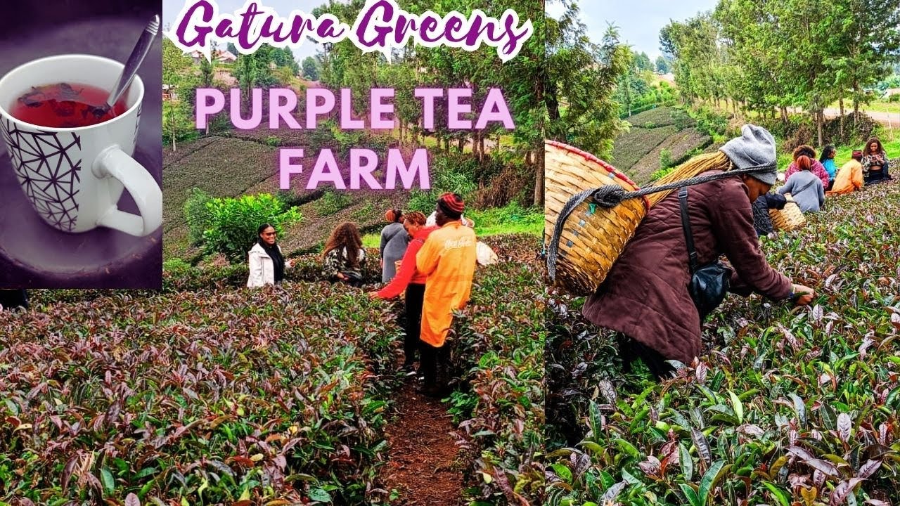 Purple Tea-The first of it's kind in Kenya