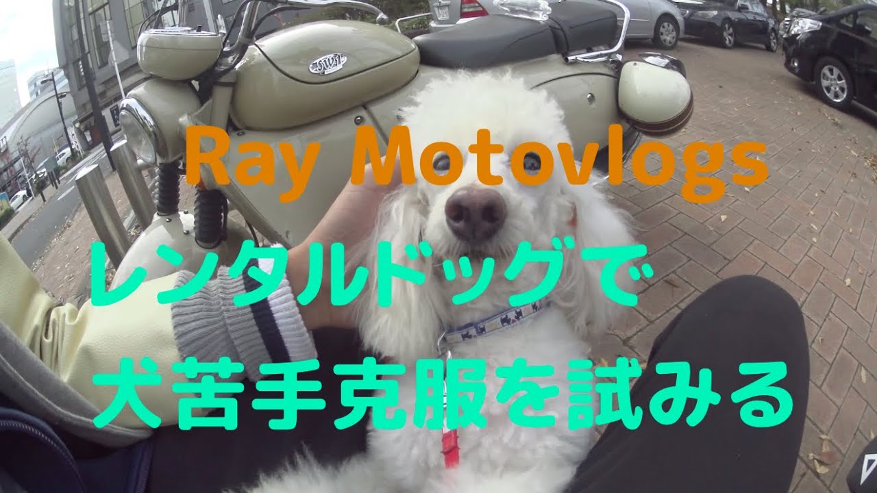レンタルドッグで犬苦手克服を試みる Ray モトブログ  SUZUKI SW-1