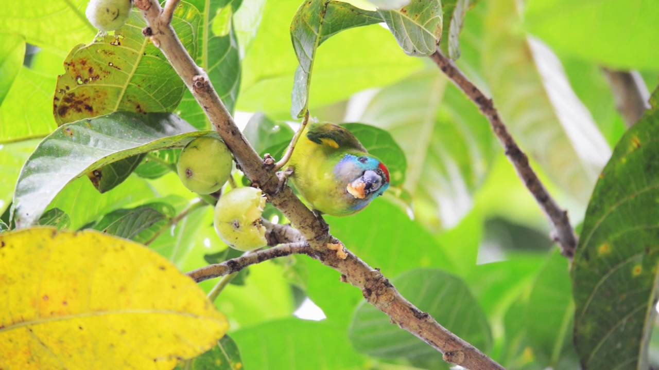 Double eyed Fig Parrot
