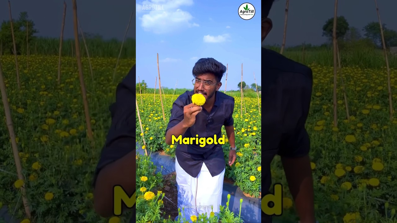 Marigold Farming 🌼 | ₹5,00,000 🔥 | Agrotill | #farming #agriculture #shorts
