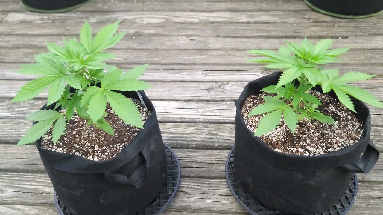 Gai Green In Coco Coir  Growing Dynomite Diesel & White Widow