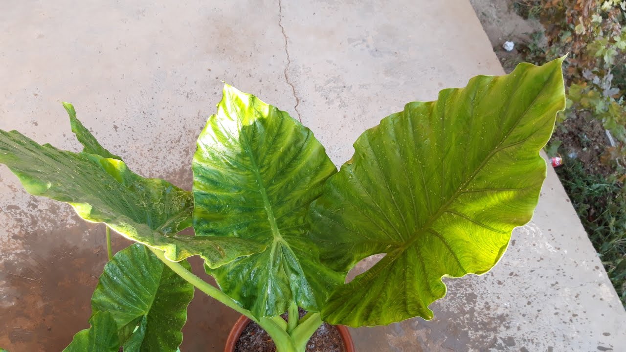 Alakaziya transplantatsiyasi