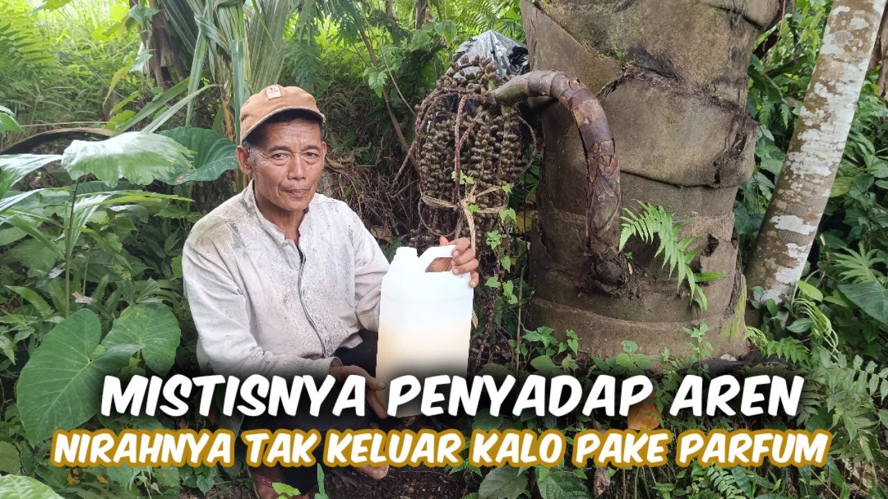Proses Panen Nirah Tiap Hari‼️Anehnya Pohon Aren Tak Mau Keluar Nirah Kalo Penyadapnya Pakai Parfum