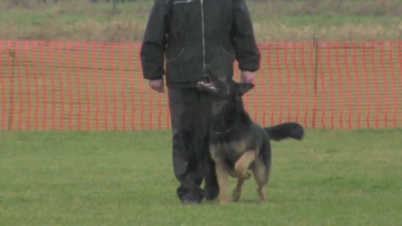 WUSV IPO World Championship Qualifiers Vongalanberg Kai Obedience