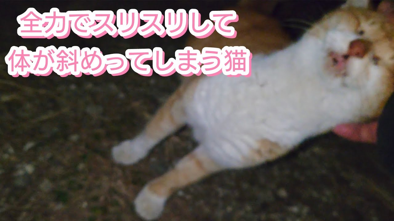 5年間毎日餌をあげ続けた猫が急にデレデレになった【猫動画】【バカな病院に脅され78万＋良い病院にきんたの癌治療してもらい50万借金】【借金残76万】