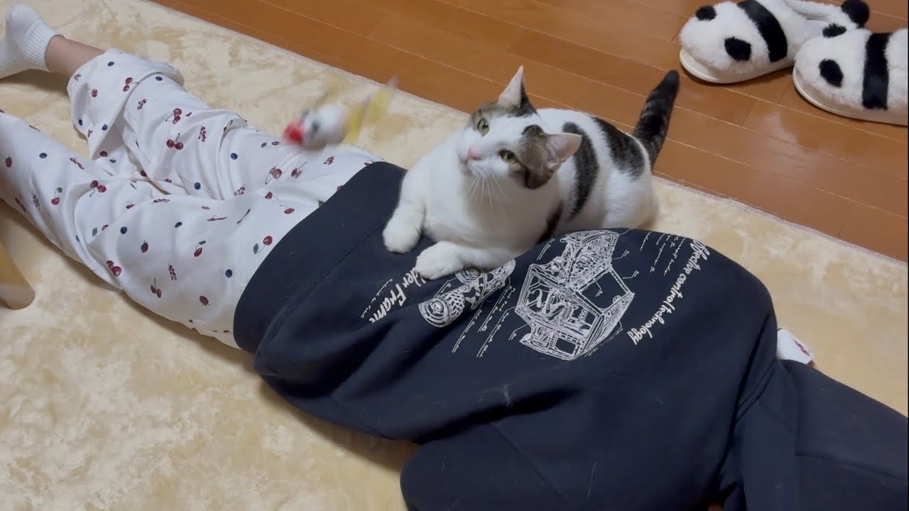最初の遠慮はどこ行った？と娘に問われる猫