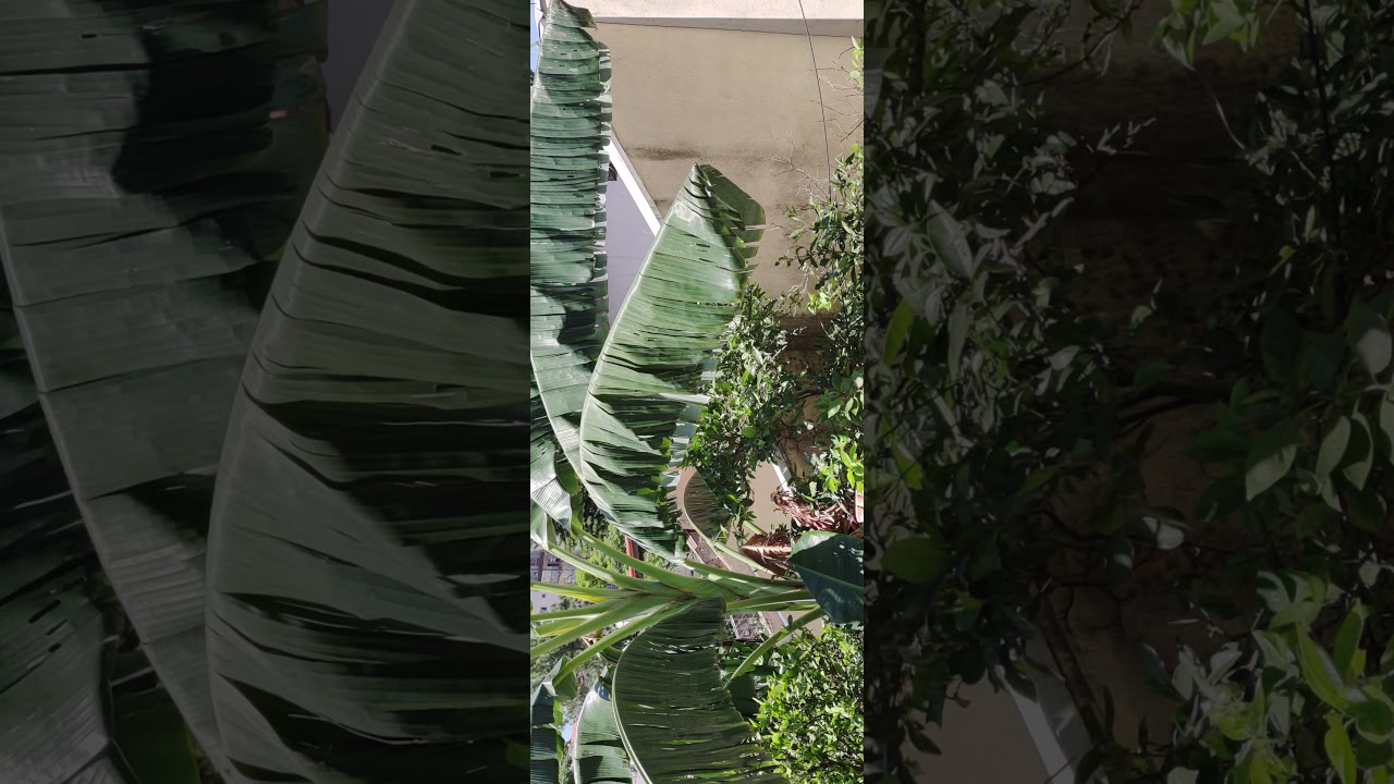 Dia de F&eacute;rias Guarulhos(1)